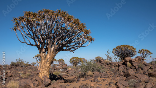 Quiver Trees, Quiver Tree forest, Aussenkehr, Namibia photo