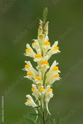 Common yellow toadflax, Linaria vulgaris or butter and eggs flower, close up.  Meadow plant, herb