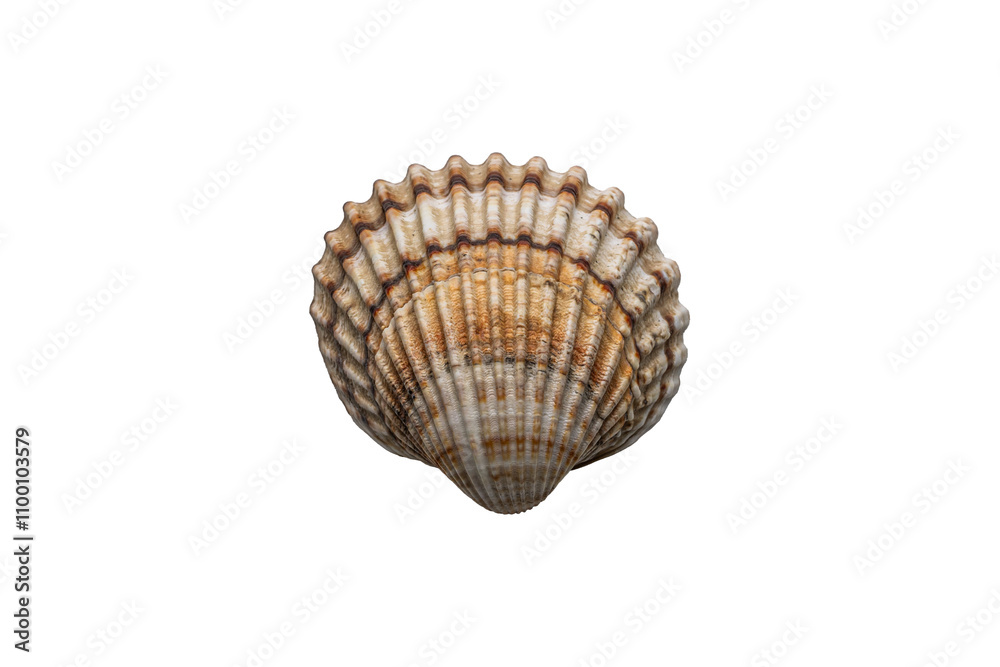 vista macro di un esemplare di conchiglia marina, con righe e striature e dai colori che variano dal bianco al marrone