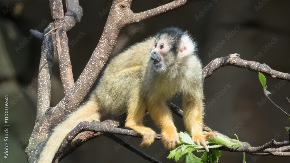 Fototapeta premium Black-capped squirrel monkey, Beauval zoo, France