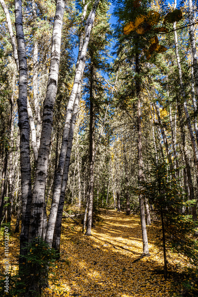 Fototapeta premium A forest with trees and leaves on the ground