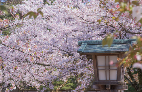Japanese lanterns are traditional lighting devices made from materials like paper or silk, framed with bamboo or wood, and are used to create a warm, ambient glow in various settings.
