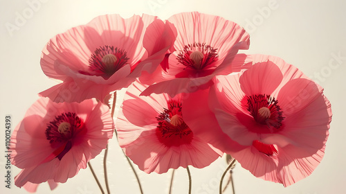 Pink Poppy Flower Illustration