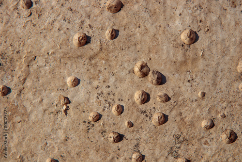 The bottom of rusty boat covered with Acorn barnacles Semibalanus balanoides, ready to be scraped, cleaned and coated with antifouling paint for yachts photo