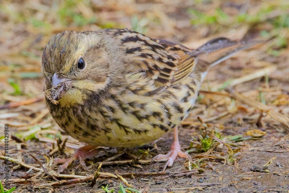 Fototapeta premium Black-faced Bunting (Emberiza spodocephala), subspecies Masked Bunting (formerly Emberiza personata) in winter plumage at the Tokyo Port Wild Bird Park, Tokyo, Japan.