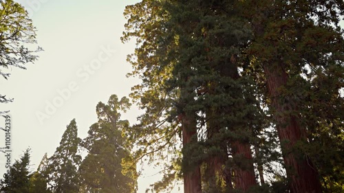 Incredible Giant Sequoia trees, some of the oldest and largest trees on earth. Kings Canyon National Park