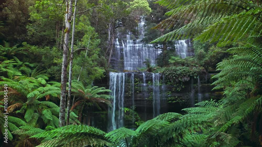Tasmania rainforest jungle waterfall. Australia national park nature landscape Tasmania rainforest jungle waterfall. Australia national park nature landscape