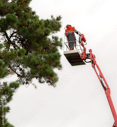 A tree felling crane and tree care handler with a telescopic boom used for tree or branch removal.