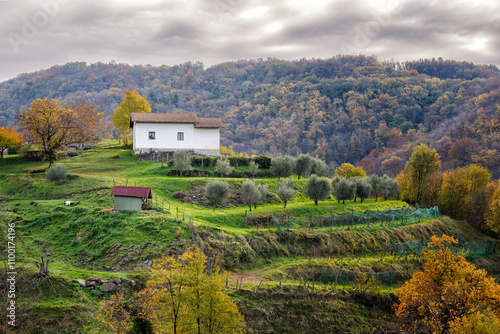 Landscape with autumn colors at Breg, Brda Collio, Slovenia. Vineyards on green terraces with a colorful forest in background. photo