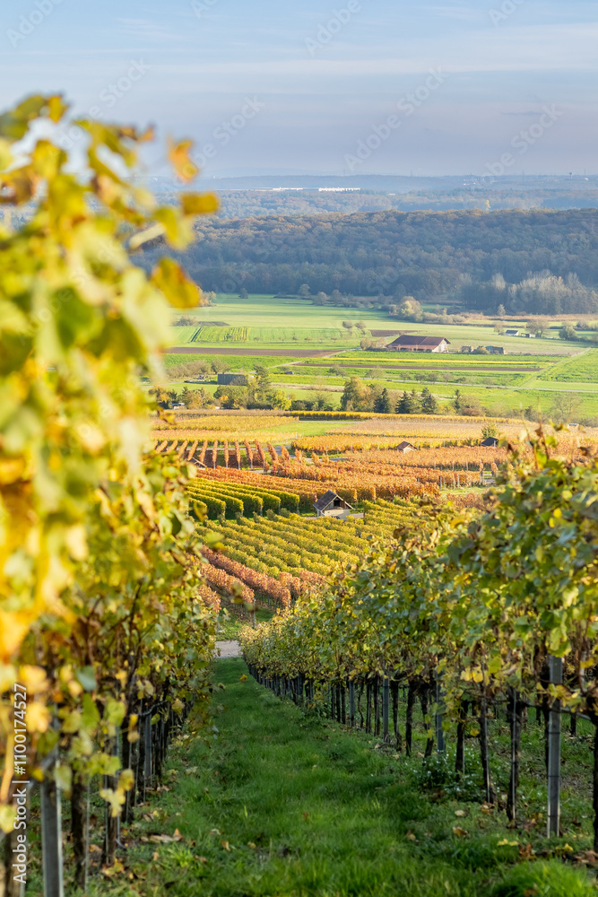 Fototapeta premium Autumn vineyards, Germany