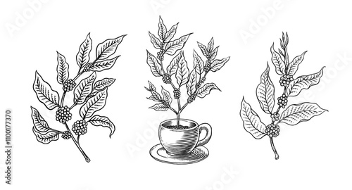 Coffee in vintage style. Grain, cocoa leaves, cinnamon sticks, a cup and a teapot, a coffee maker and a bag of milk, calligraphic inscription. Hand drawn engraved retro sketch for labels.