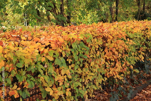 Autumnal Foliage at Erasmuspark in Amsterdam, Netherlands photo