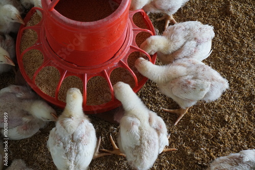 A flock of tiny chickens is eating from the feeder, A group of chickens is being fed on a chicken farm, Small chick is eating on the farm