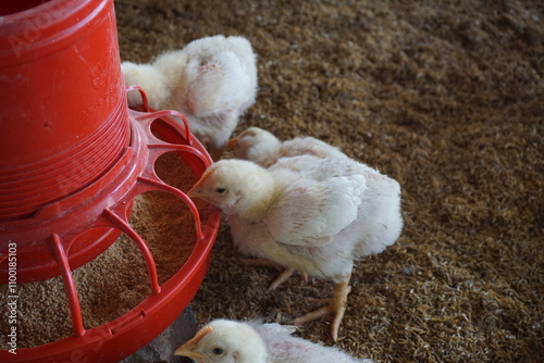 A flock of tiny chickens is eating from the feeder, A group of chickens is being fed on a chicken farm, Small chick is eating on the farm