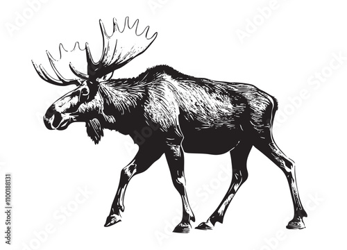 Illustration of a moose with realistic and well-defined strokes, sketch, silhouet