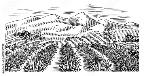 Agave field. Vintage retro landscape. Harvesting for tequila making. Vector illustration for menu or poster. Engraved hand drawn sketch. Woodcut style.