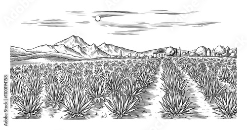 Agave field. Vintage retro landscape. Harvesting for tequila making. Vector illustration for menu or poster. Engraved hand drawn sketch. Woodcut style.