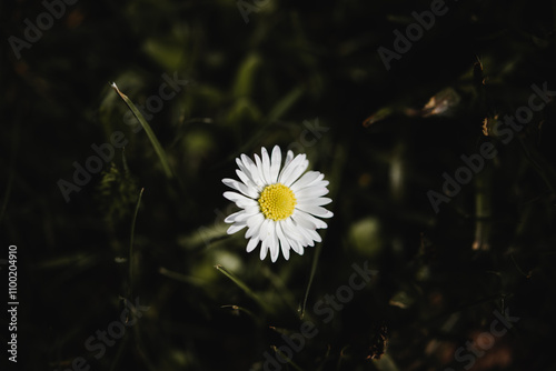 Einsame Gänseblümchenblüte – Naturminimalismus im Fokus