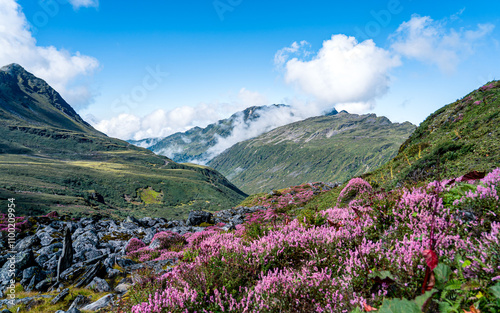 Landscape view of Mountain range with wild flower in Taplejung, Nepal. photo