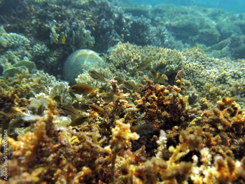 Juvenile Rabbitfish Siganus sp. feeding on a shallow coral reef photo