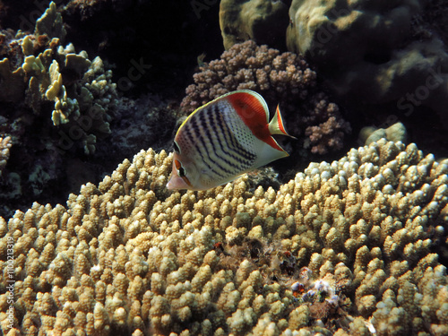 A Crown butterflyfish Chaetodon paucifasciatus feeding on Acropora sp. polyps   