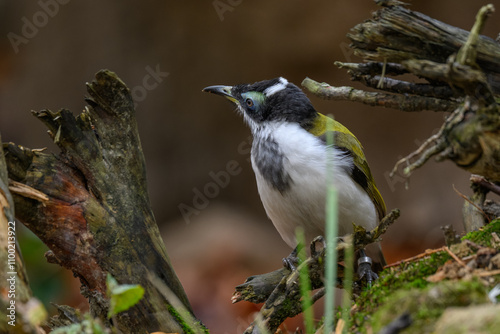Blue-cheeked warbler on a tree stump.
 photo