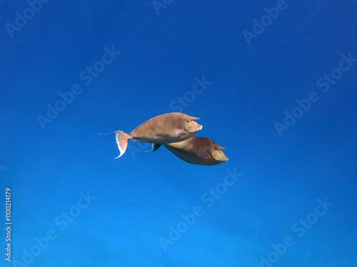 Two Bluespine unicornfish Naso unicornis   photo