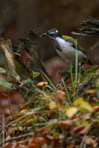 Blue-cheeked warbler on a tree stump.
 photo