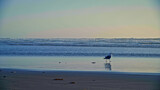 Single seagull walking on wet beach near ocean waves at dusk