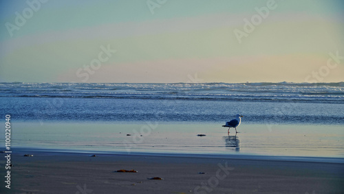Single seagull walking on wet beach near ocean waves at dusk