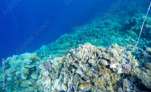 Coral Reef photo