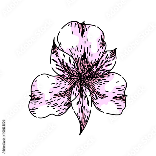 flower astroemeria hand drawn. bloom petals, varieties bouquet, garden plant flower astroemeria vector sketch. isolated color illustration