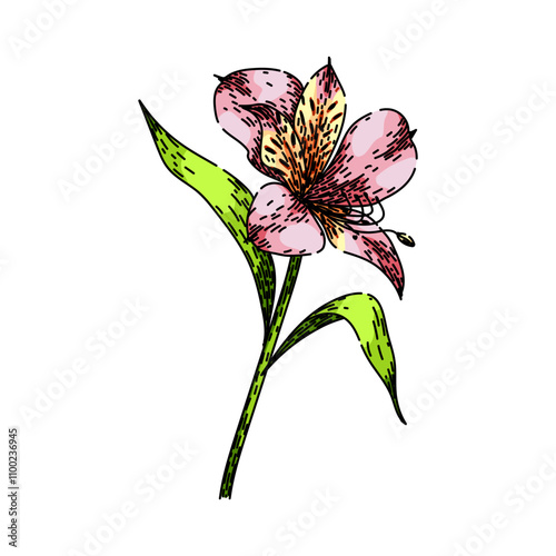 peruvian astroemeria hand drawn. lily flower, bloom petals, varieties bouquet peruvian astroemeria vector sketch. isolated color illustration