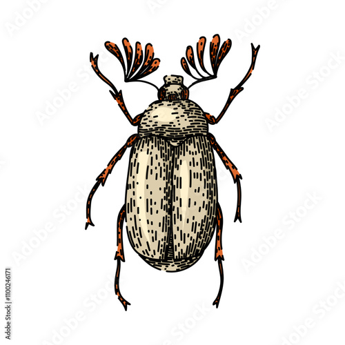 carapace beetle hand drawn. antennae elytra, entomology biodiversity, species habitat carapace beetle vector sketch. isolated color illustration