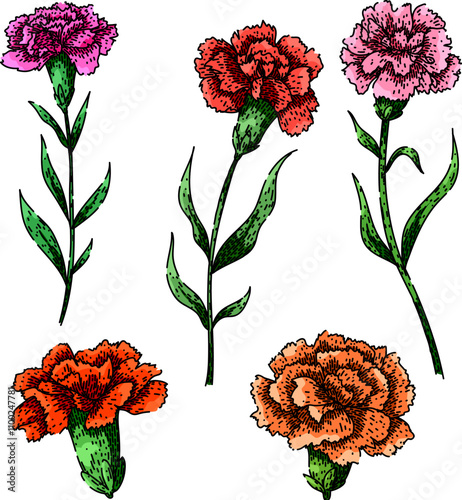 carnation set hand drawn. bloom petals, fragrance bouquet, garden floral carnation vector sketch. isolated color illustration