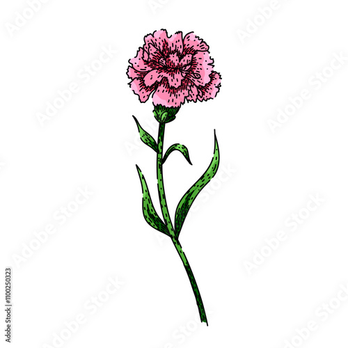 fragrance carnation hand drawn. bouquet garden, floral beauty, blossom plant fragrance carnation vector sketch. isolated color illustration