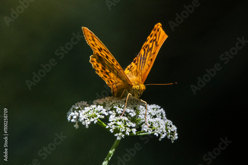 A Fritillary (Argynnis paphia) sipping nectar from an umbellifer at the edge of a mountain stream. photo