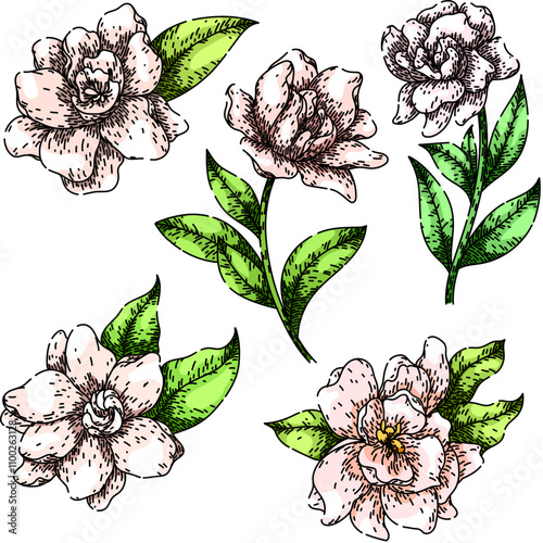 gardenia set hand drawn. shrub petals, scent bloom, perfume ornamental gardenia vector sketch. isolated color illustration