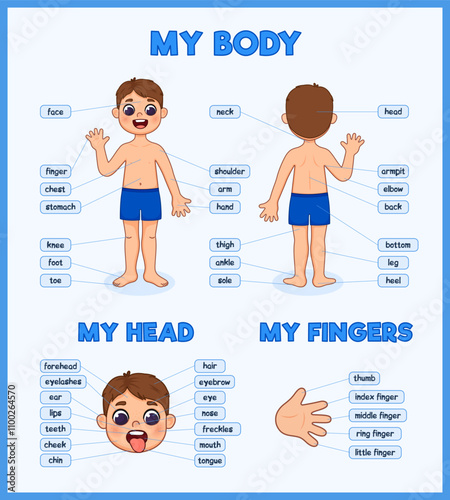 Human body parts for kids. Illustrated diagram of the anatomy of a boy. Cartoon style illustration.