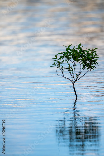 Reflejo de árbol solitario photo