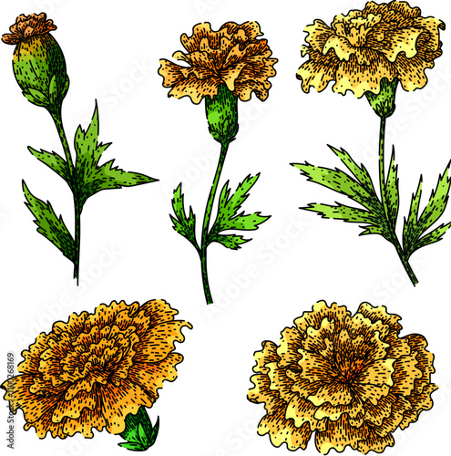 marigold set hand drawn. bloom yellow, petals annual, perennial tagetes marigold vector sketch. isolated color illustration