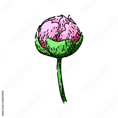 bloom peony hand drawn. garden pink, fragrance bud, blossom perennial bloom peony vector sketch. isolated color illustration