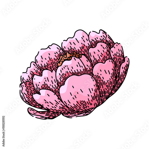 flower peony hand drawn. bloom garden, pink fragrance, bud blossom flower peony vector sketch. isolated color illustration