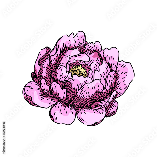 fragrance peony hand drawn. bud blossom, perennial herbaceous, tree cultivar fragrance peony vector sketch. isolated color illustration