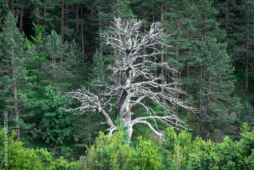 Big dry tree in a mountain forest in northern Spain photo