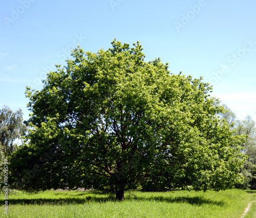 Beautiful oak tree in the forecourt of the IGA Park Rostock-Schmarl (Mecklenburg-Vorpommern, Germany)