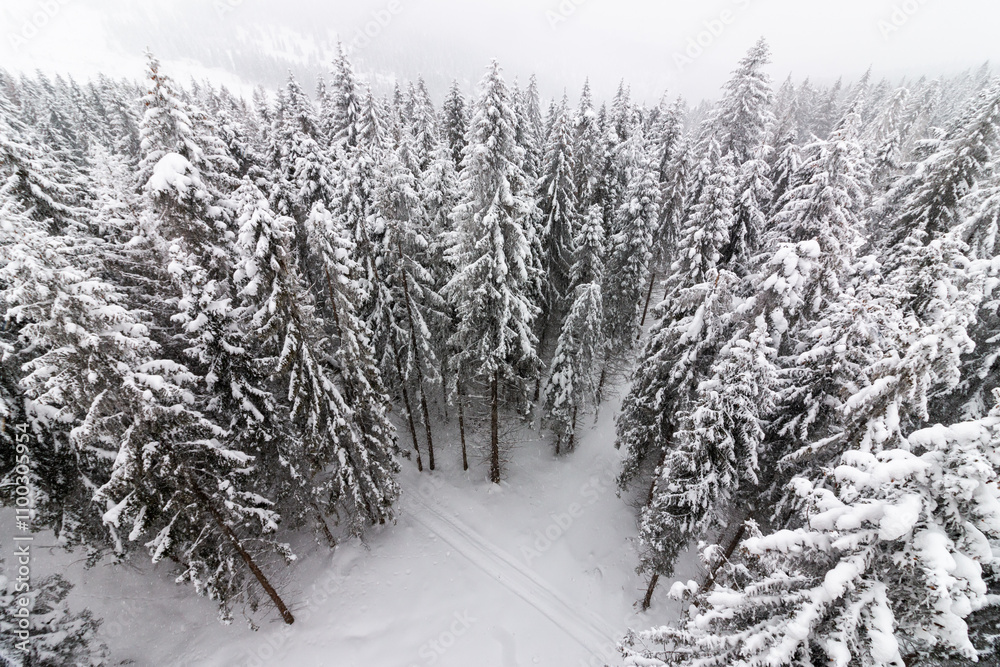 Obraz premium Snowy forest