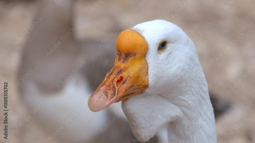 White goose stands on wood chip, turning its head in different directions. Bird shows off its orange beak and gray-white feathers in serene setting of farm White goose stands on wood chip, turning its head in different directions. Bird shows off its orange beak and gray-white feathers in serene setting of farm