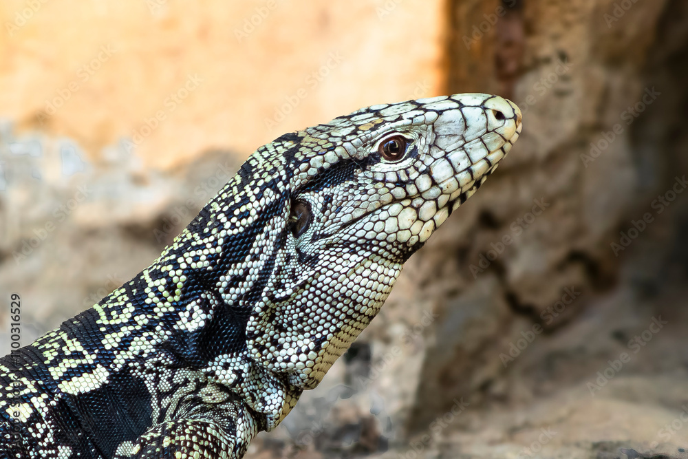 Fototapeta premium Teiú Tegu Lizard