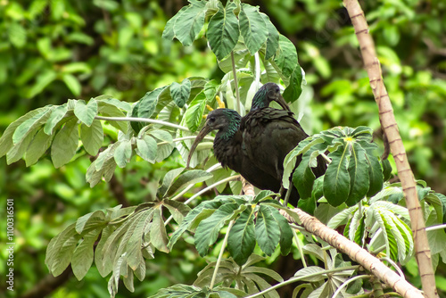 Coró Coró
Green Ibis
Mesembrinibis Cayennensis